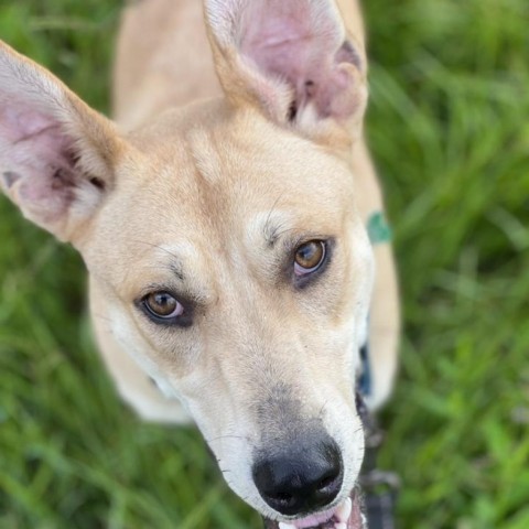 Lettie, an adoptable Labrador Retriever in Natchitoches, LA_image-4