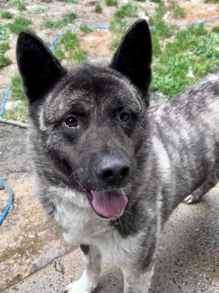 Willow, an adoptable Akita in Toms River, NJ_image-2