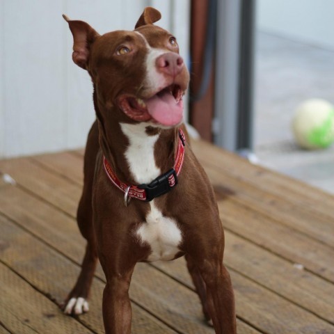 Grace, an adoptable Pit Bull Terrier, Mixed Breed in Nowata, OK, 74048 | Photo Image 5