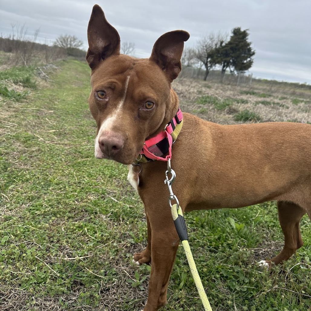 Grace, an adoptable Pit Bull Terrier, Mixed Breed in Nowata, OK, 74048 | Photo Image 5