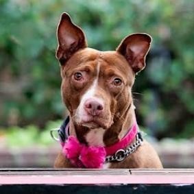 Grace, an adoptable Pit Bull Terrier Mix in Valley Village, CA_image-1