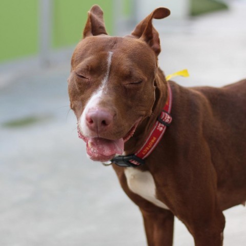 Grace, an adoptable Pit Bull Terrier Mix in Valley Village, CA_image-3