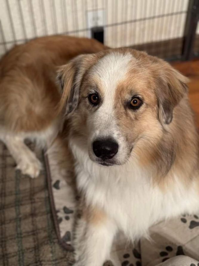 Lassie