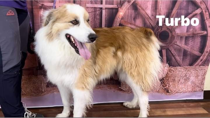 Lassie 3