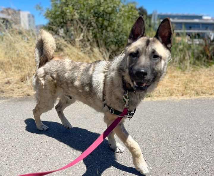 Buddy, an adoptable German Shepherd Dog Mix in Berkeley, CA_image-6