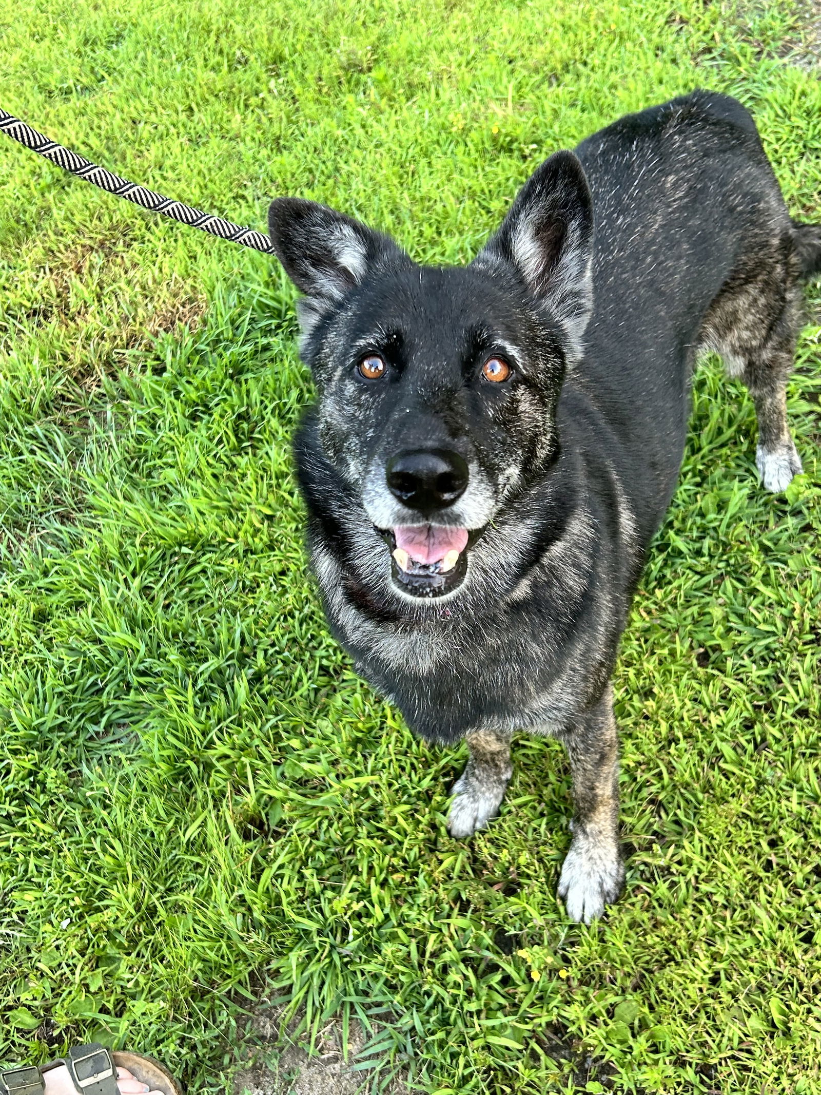 Marley, an adoptable Shepherd in Newport, NH, 03773 | Photo Image 1