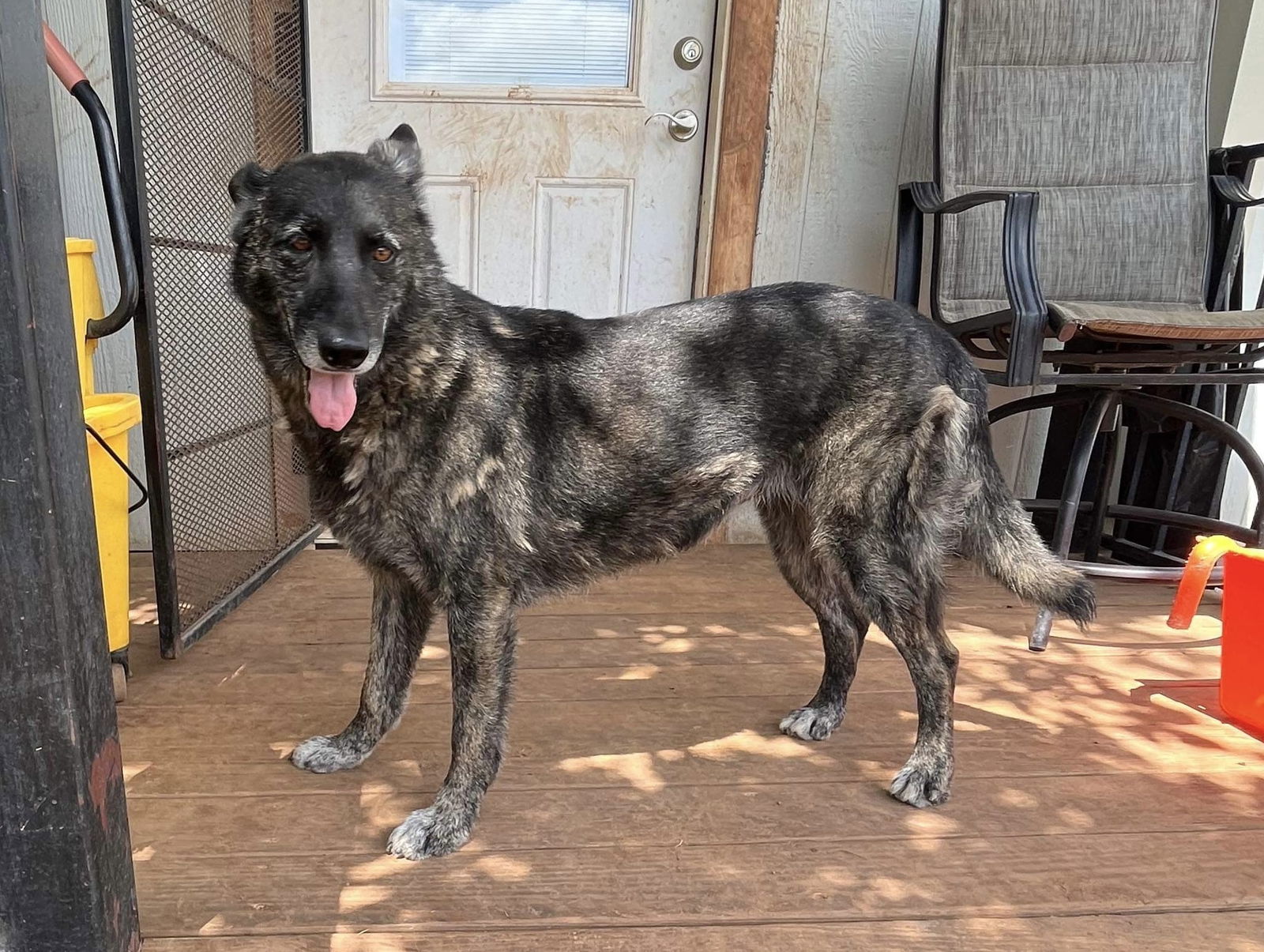 Marley, an adoptable Shepherd in Newport, NH, 03773 | Photo Image 2