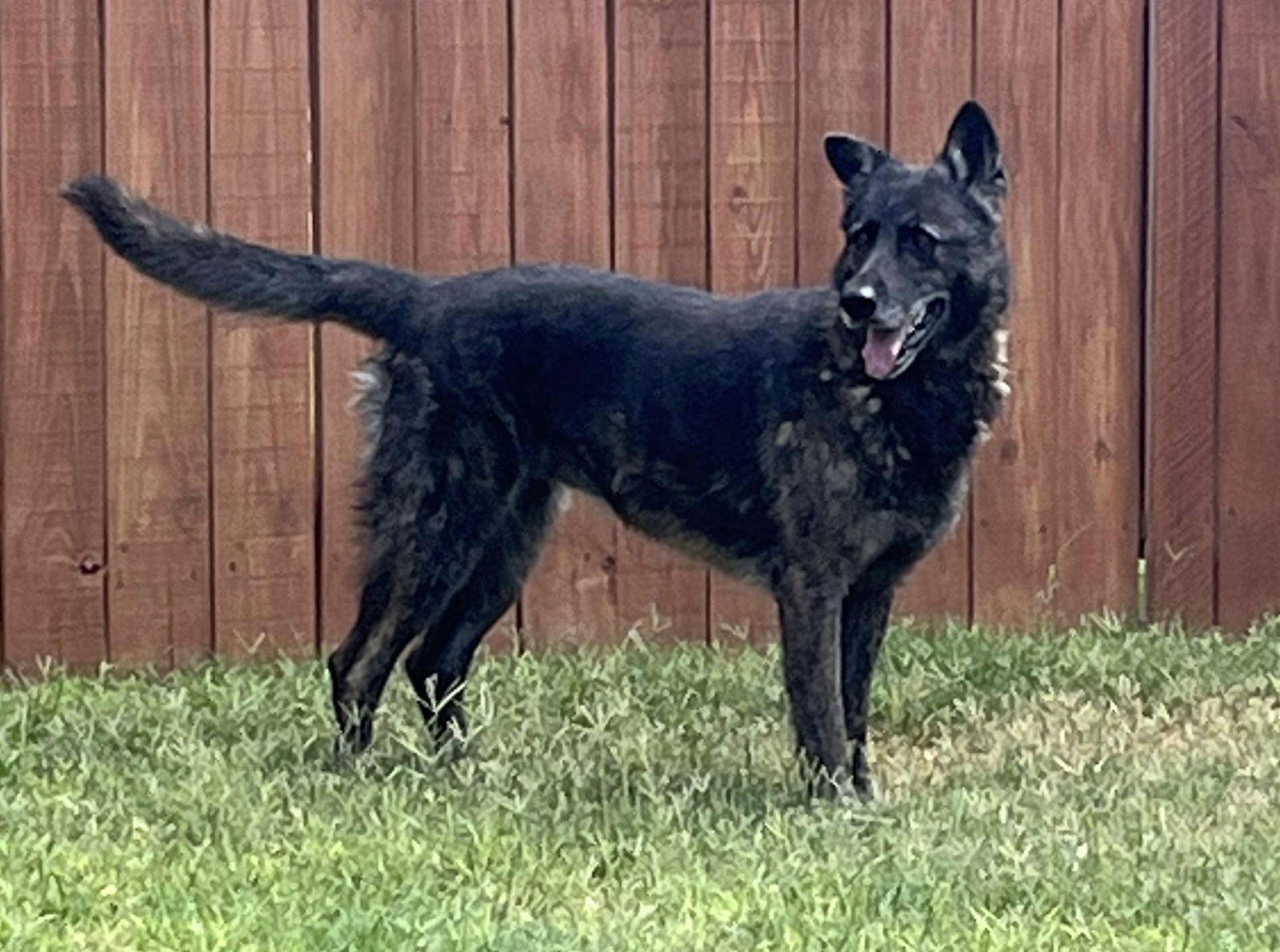 Marley, an adoptable Shepherd in Newport, NH, 03773 | Photo Image 3