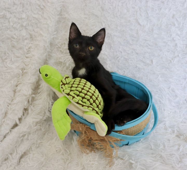 Boca, an adoptable Bombay & Domestic Short Hair Mix in Saint Augustine, FL_image-2