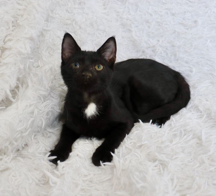Boca, an adoptable Bombay & Domestic Short Hair Mix in Saint Augustine, FL_image-3