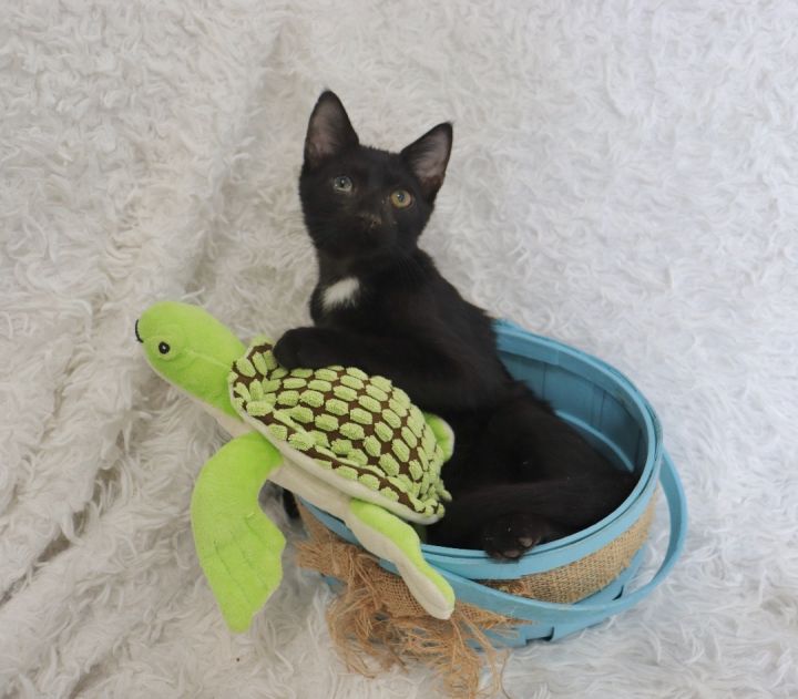 Boca, an adoptable Bombay & Domestic Short Hair Mix in Saint Augustine, FL_image-5