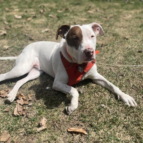 Pablo