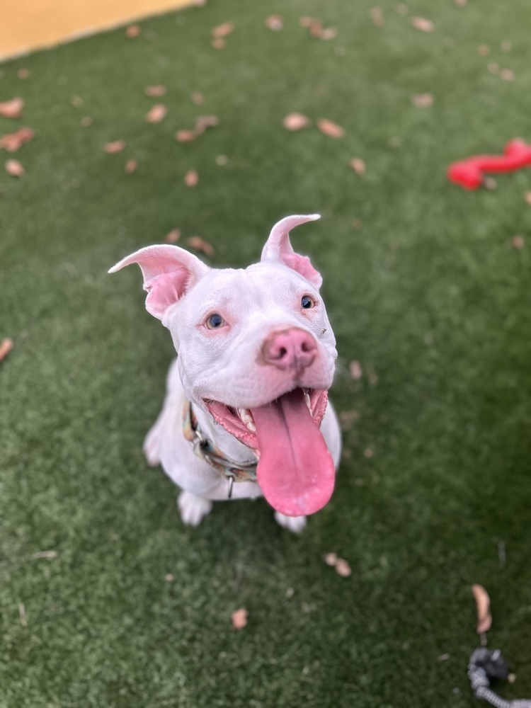 Stormy, an adoptable American Staffordshire Terrier, Mixed Breed in Lakeland, FL, 33813 | Photo Image 5