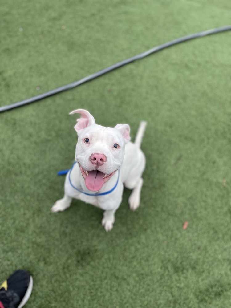 Stormy, an adoptable American Staffordshire Terrier, Mixed Breed in Lakeland, FL, 33813 | Photo Image 5