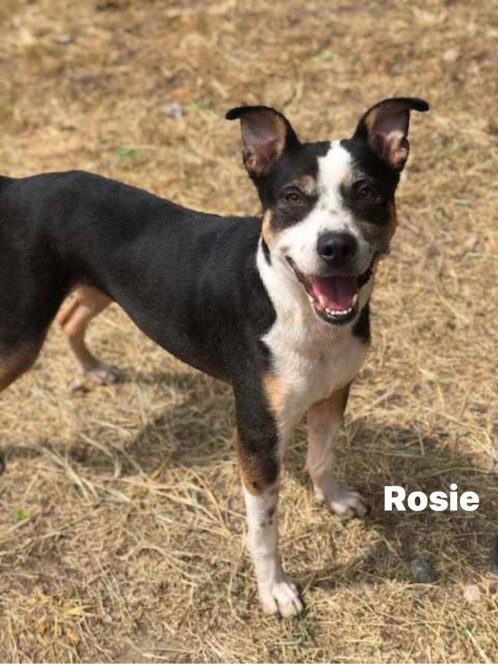 Rosie 1