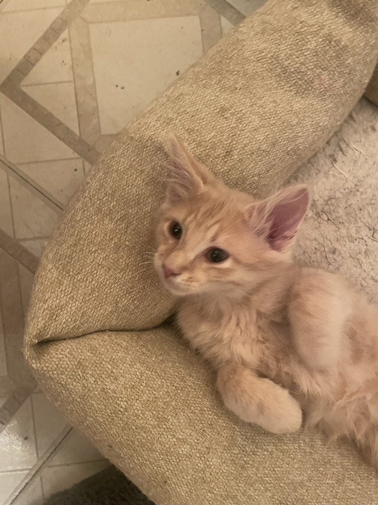 Cat for adoption - Buff (Ari Kittens), a Domestic Medium Hair in ...