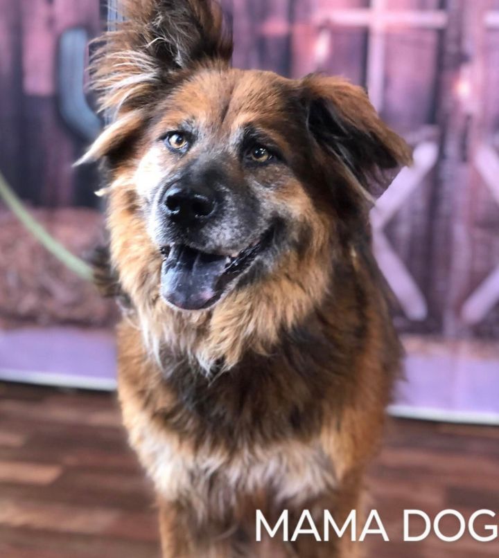 Mama Dog 1