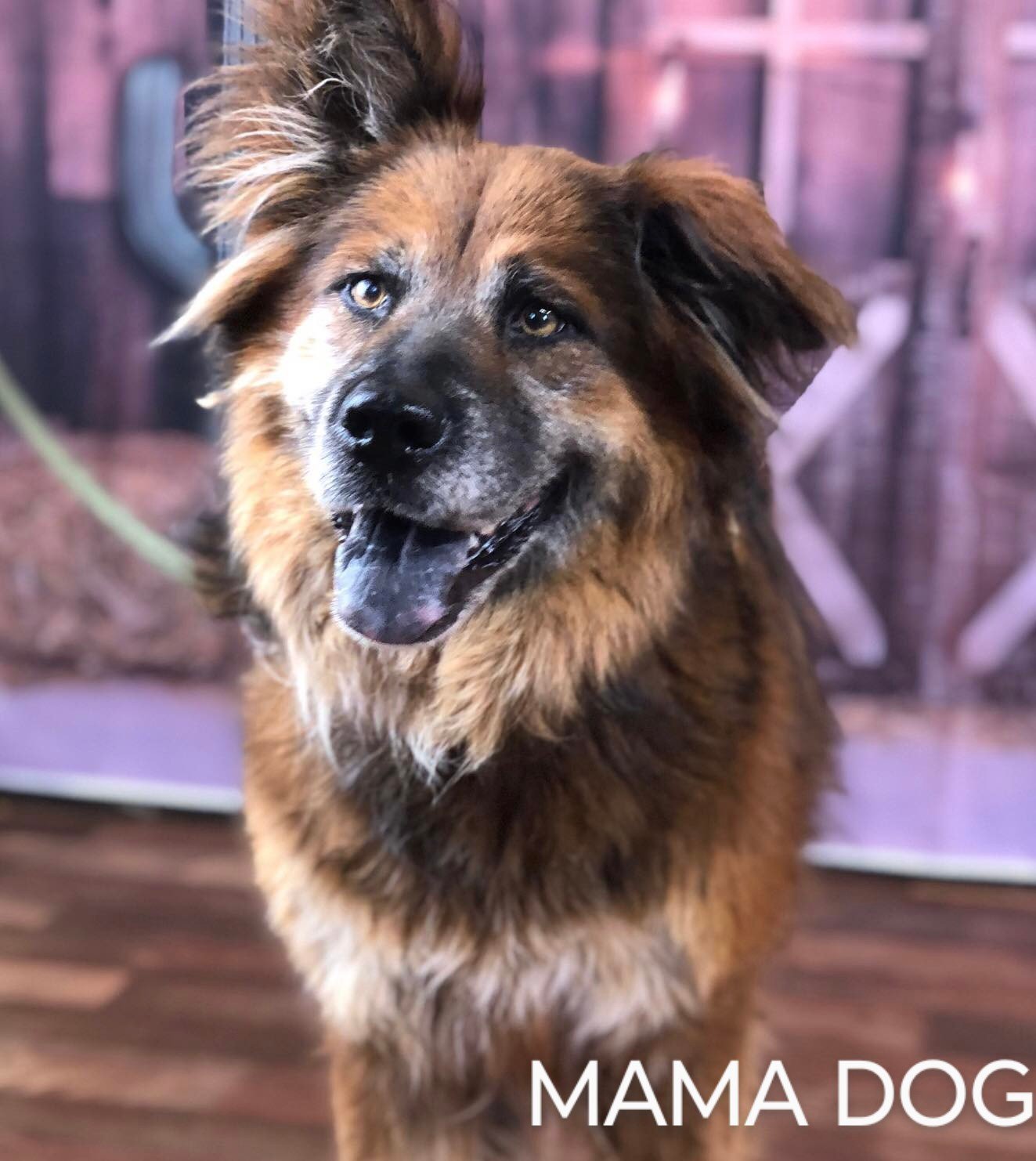 Mama Dog detail page