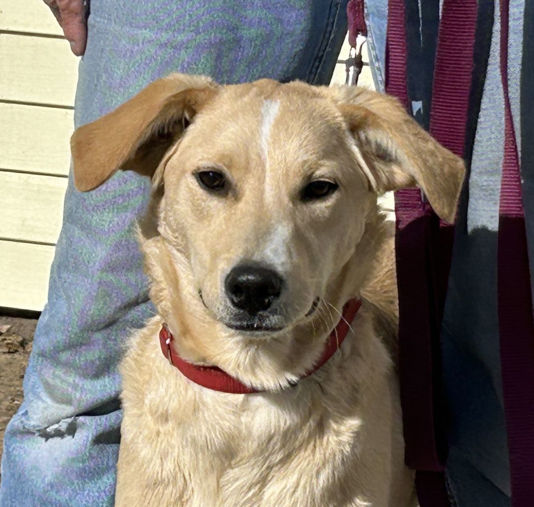 Aster, an adoptable Golden Retriever, Australian Cattle Dog / Blue Heeler in Greeley, CO, 80634 | Photo Image 1