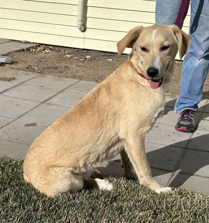 Golden retriever blue heeler hot sale puppies