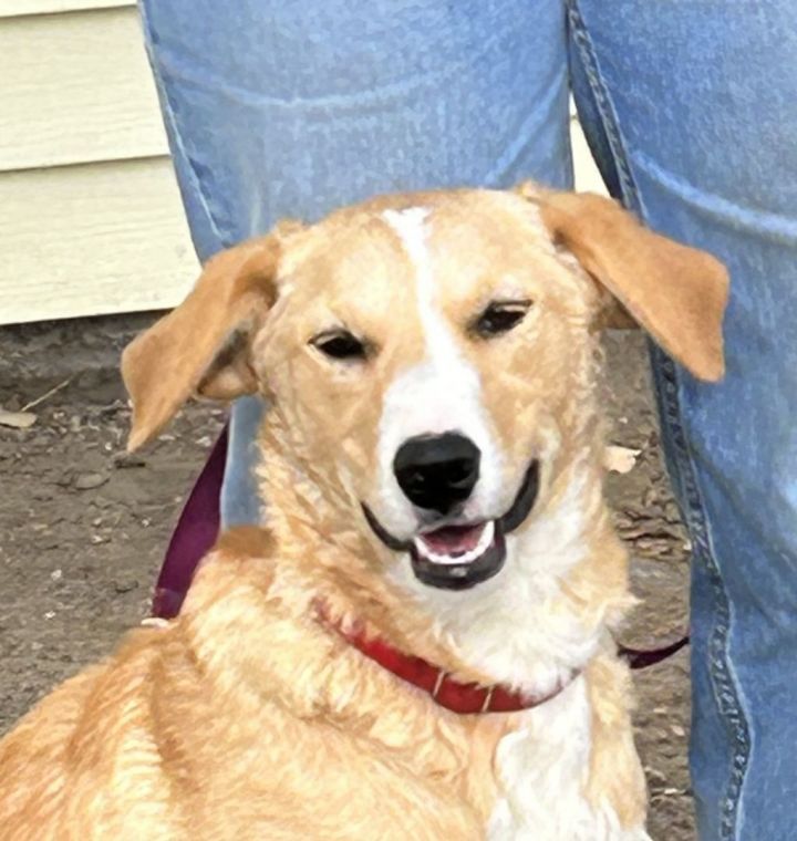 Golden retriever hot sale red heeler mix