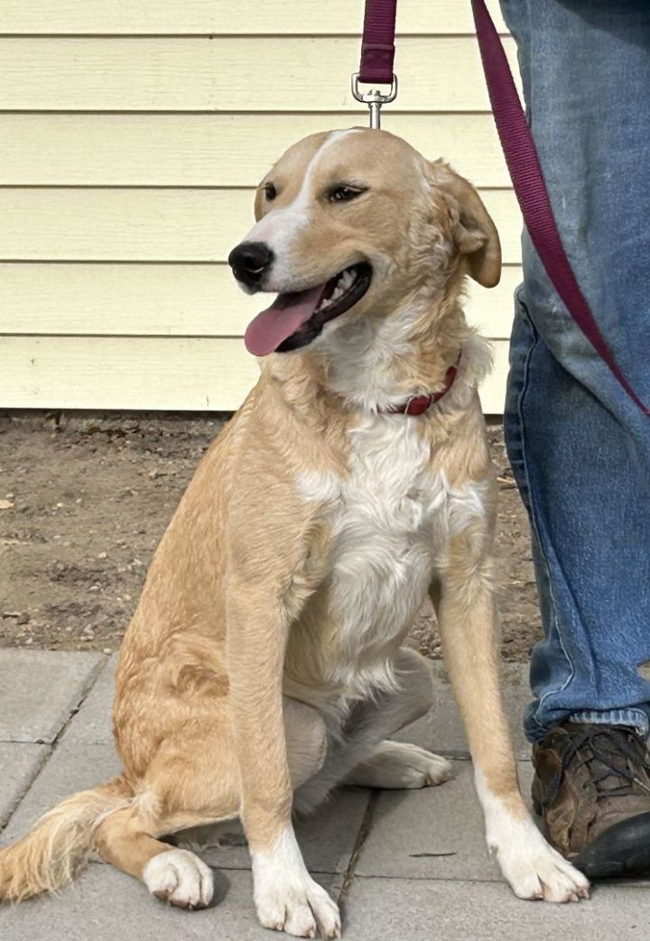 Red heeler best sale golden retriever mix