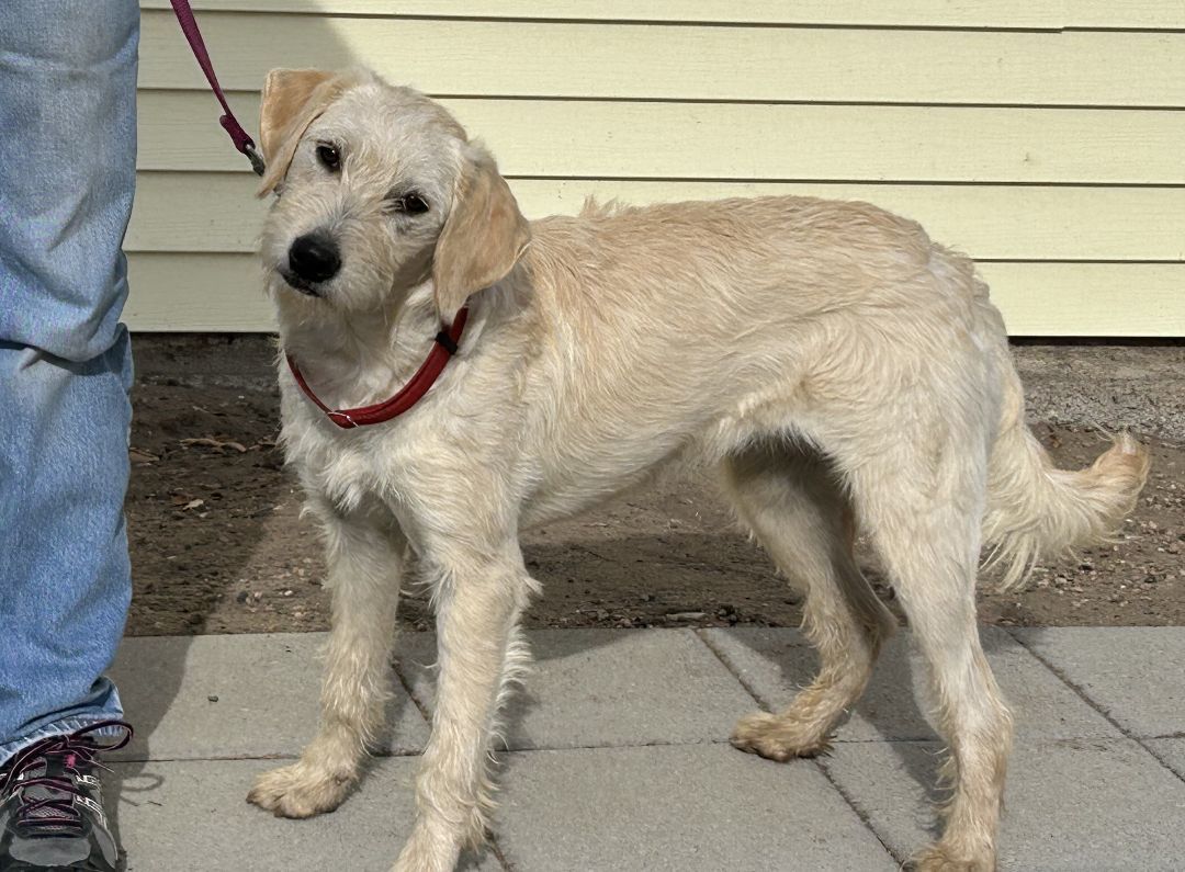 Zinnia, an adoptable Golden Retriever, Poodle in Greeley, CO, 80634 | Photo Image 3