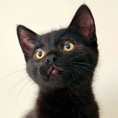 Kase, an adoptable Domestic Short Hair in Laramie, WY, 82073 | Photo Image 1