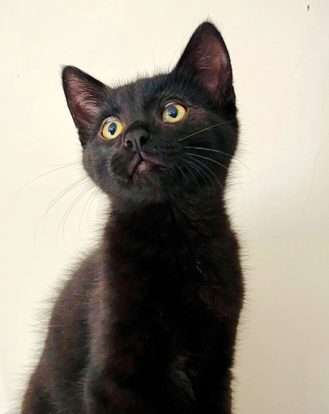 Kase, an adoptable Domestic Short Hair in Laramie, WY, 82073 | Photo Image 2
