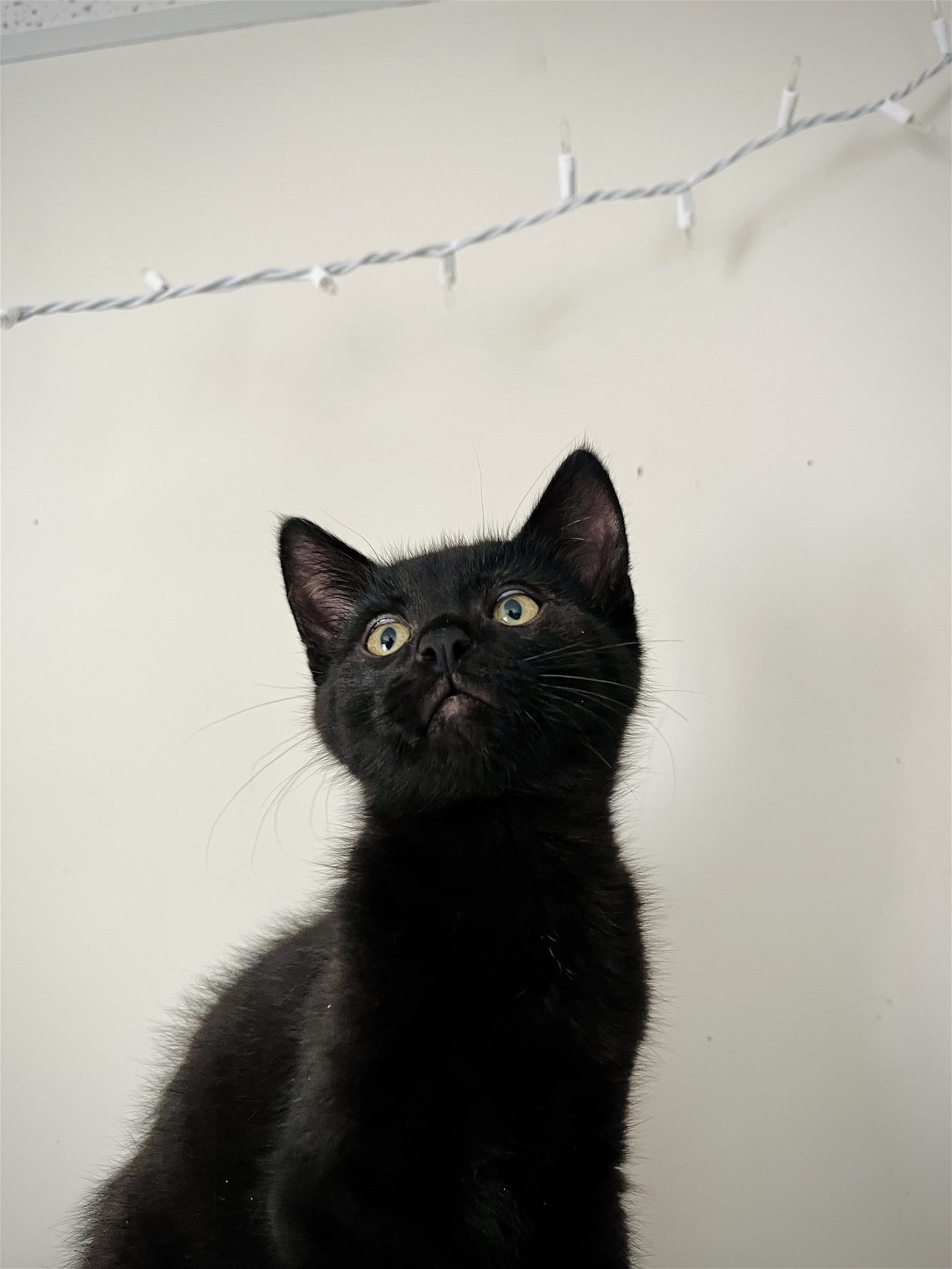 Kase, an adoptable Domestic Short Hair in Laramie, WY, 82073 | Photo Image 3