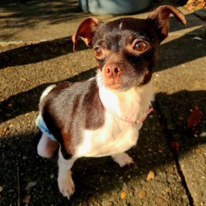 Tomatillo, an adoptable Chihuahua in Florence, IN, 47020 | Photo Image 1