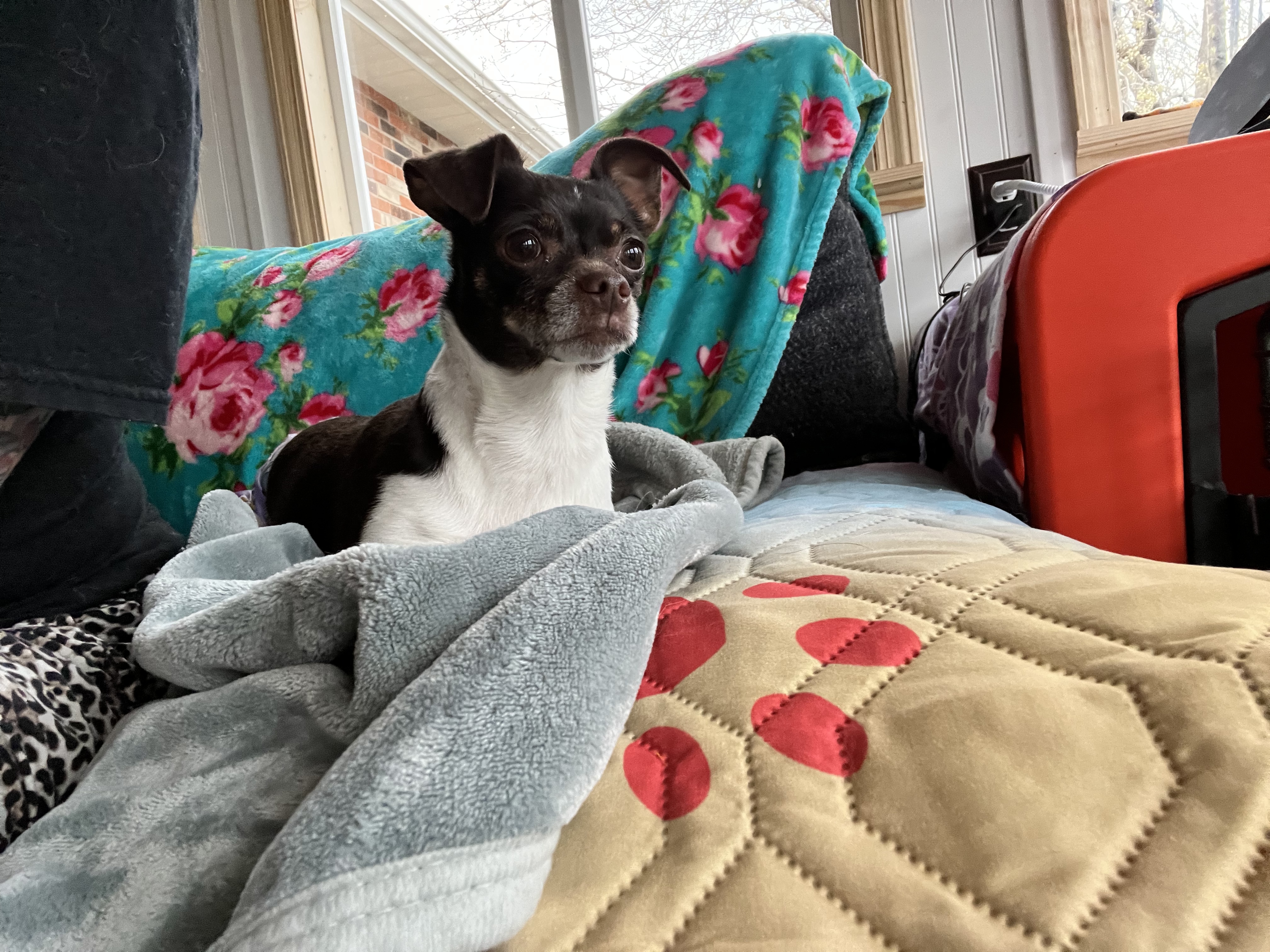 Tomatillo, an adoptable Chihuahua in Florence, IN, 47020 | Photo Image 2