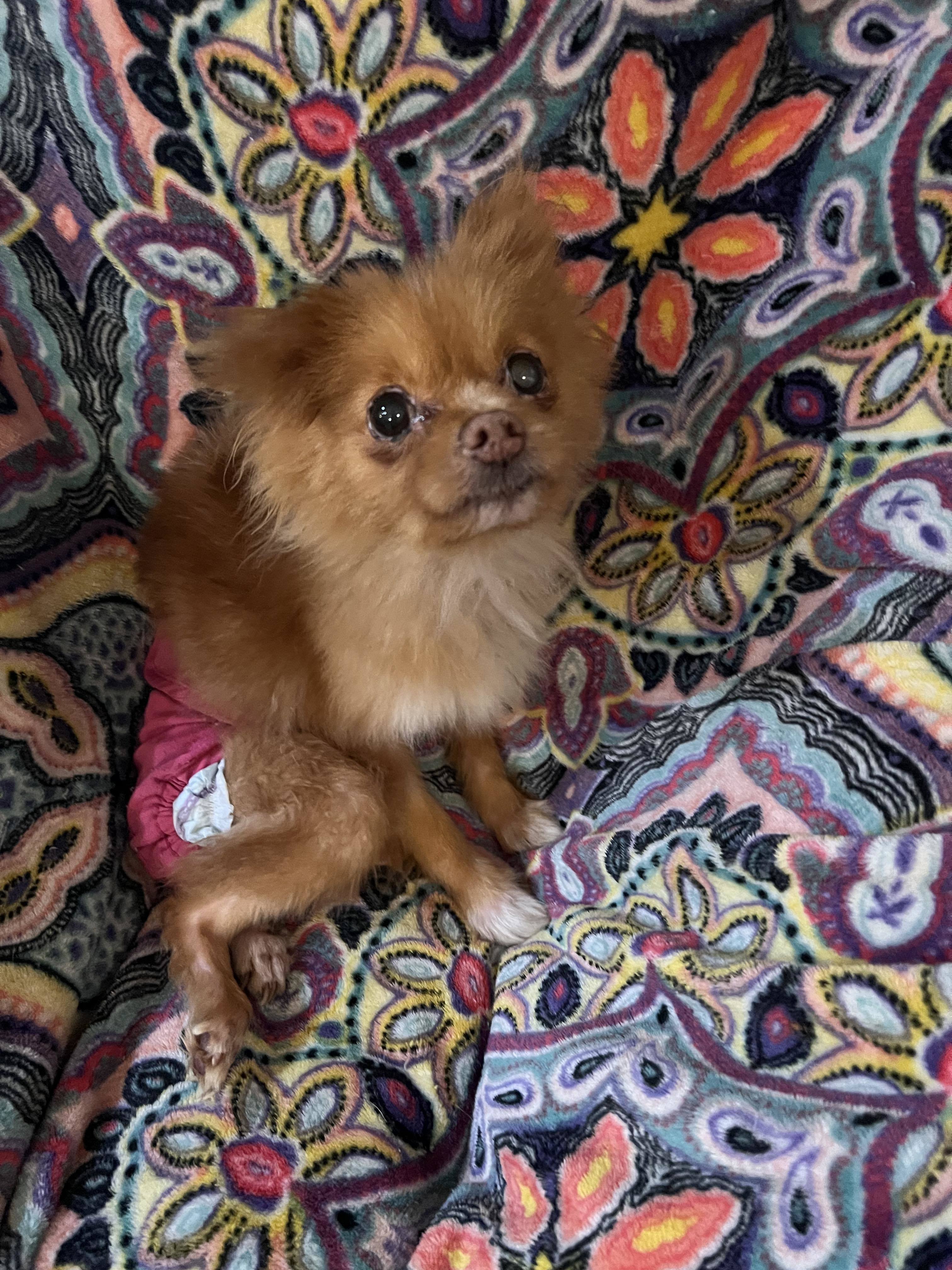 Daisy sue, an adoptable Chihuahua, Pomeranian in Florence, IN, 47020 | Photo Image 1