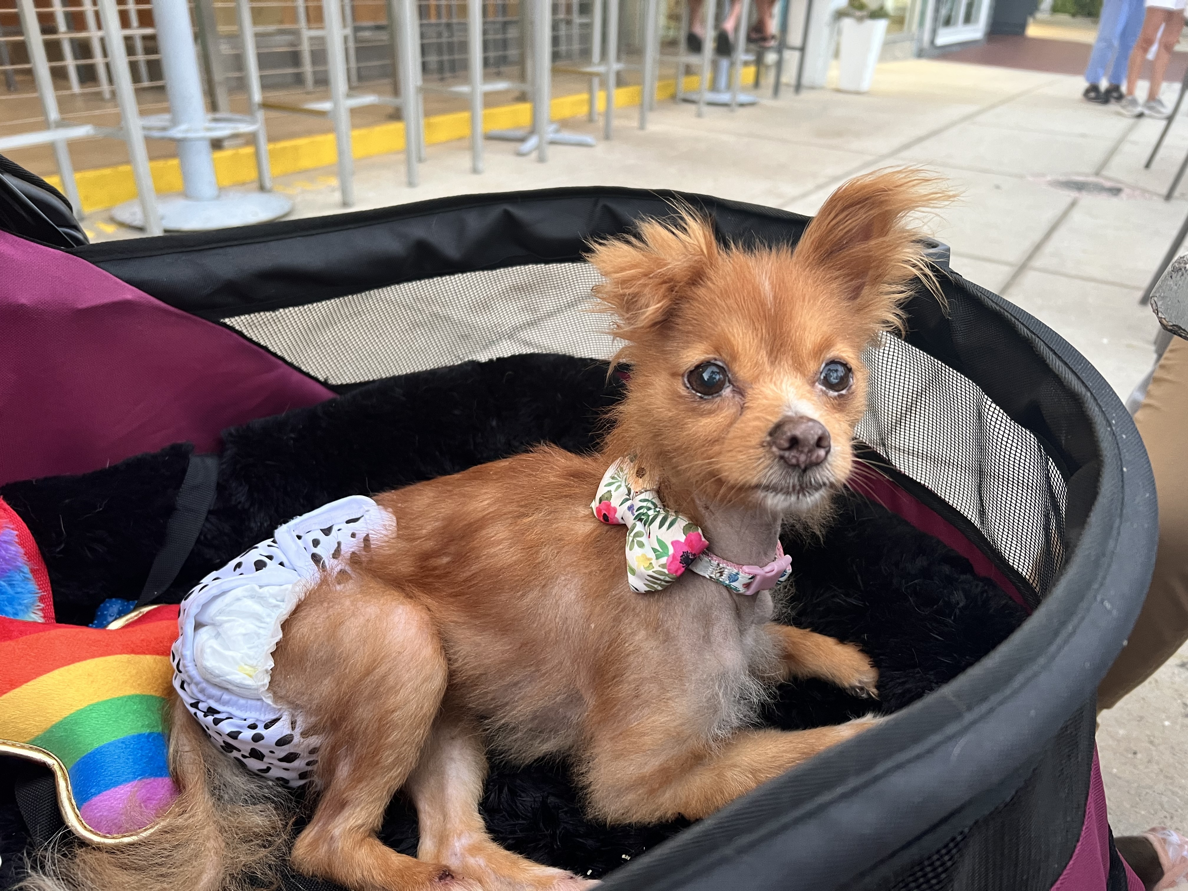 Daisy sue, an adoptable Chihuahua, Pomeranian in Florence, IN, 47020 | Photo Image 2