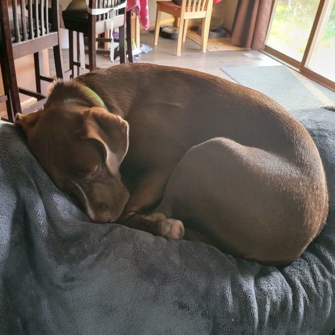 Olive , an adoptable Chocolate Labrador Retriever in Omaha, NE_image-3