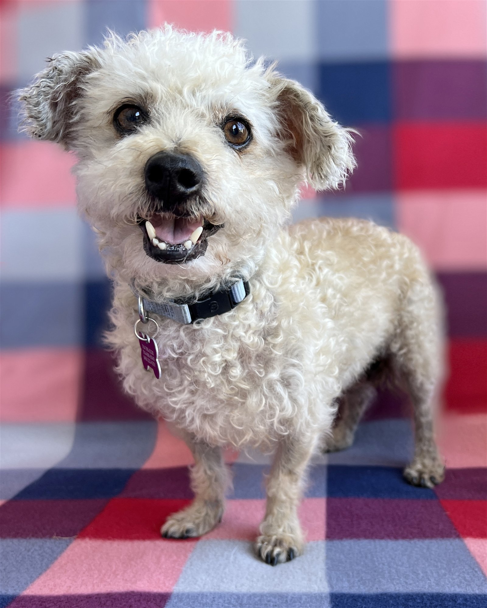 Camilo, an adoptable Poodle in Corona, CA, 92883 | Photo Image 2
