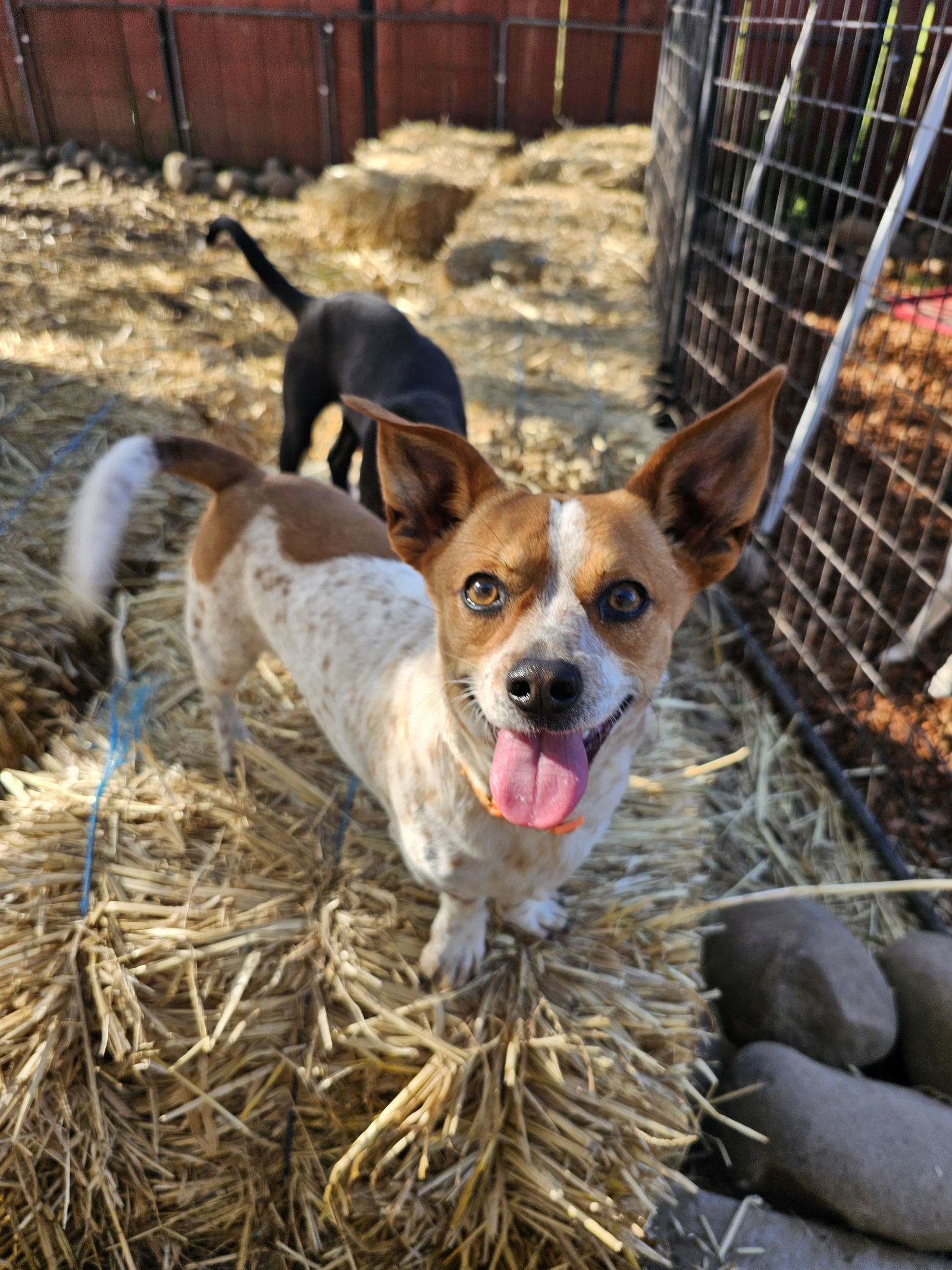 Timon, an adoptable Dachshund, Jack Russell Terrier in Chico, CA, 95973 | Photo Image 1