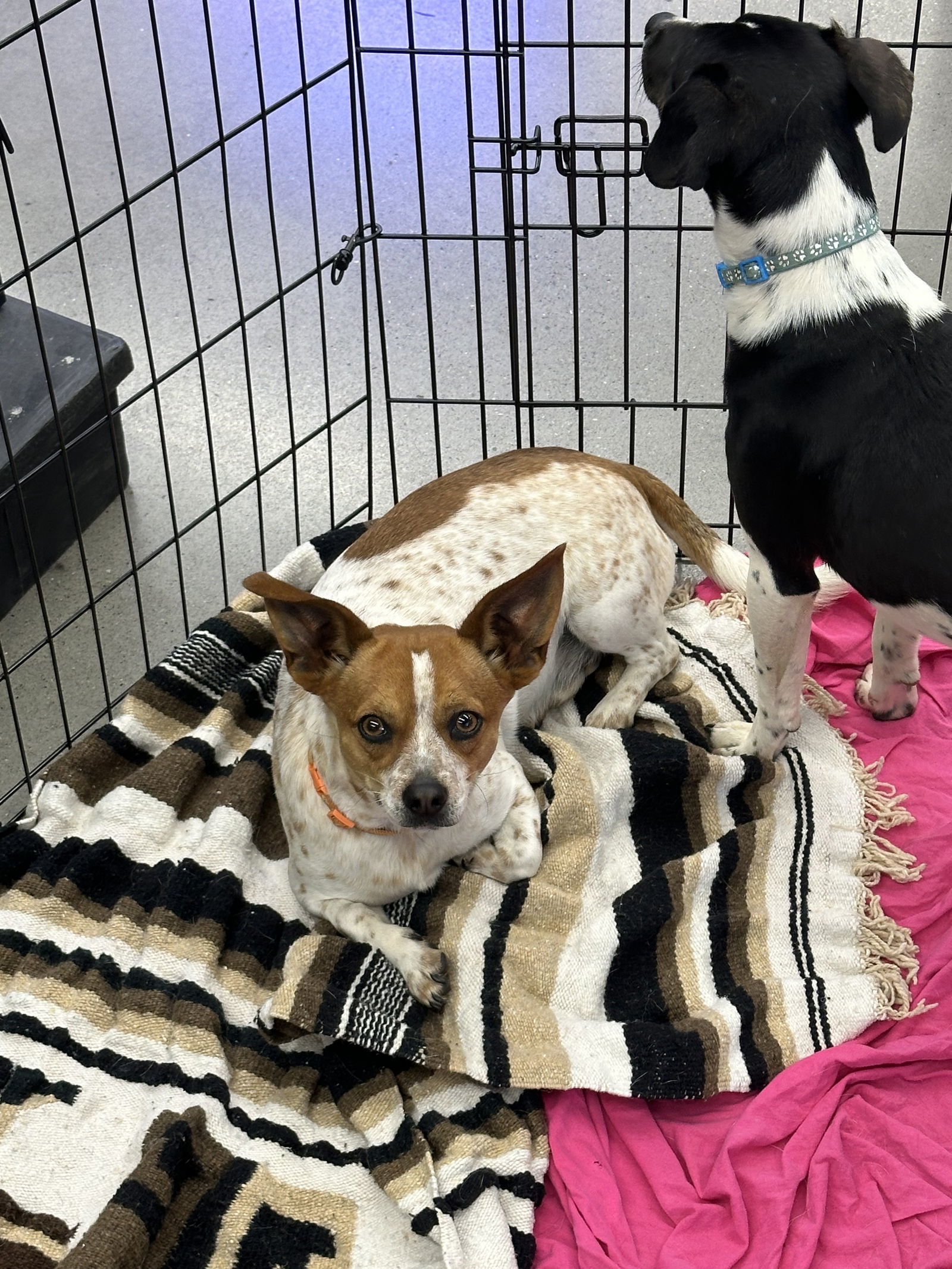 Timon, an adoptable Dachshund, Jack Russell Terrier in Chico, CA, 95973 | Photo Image 2