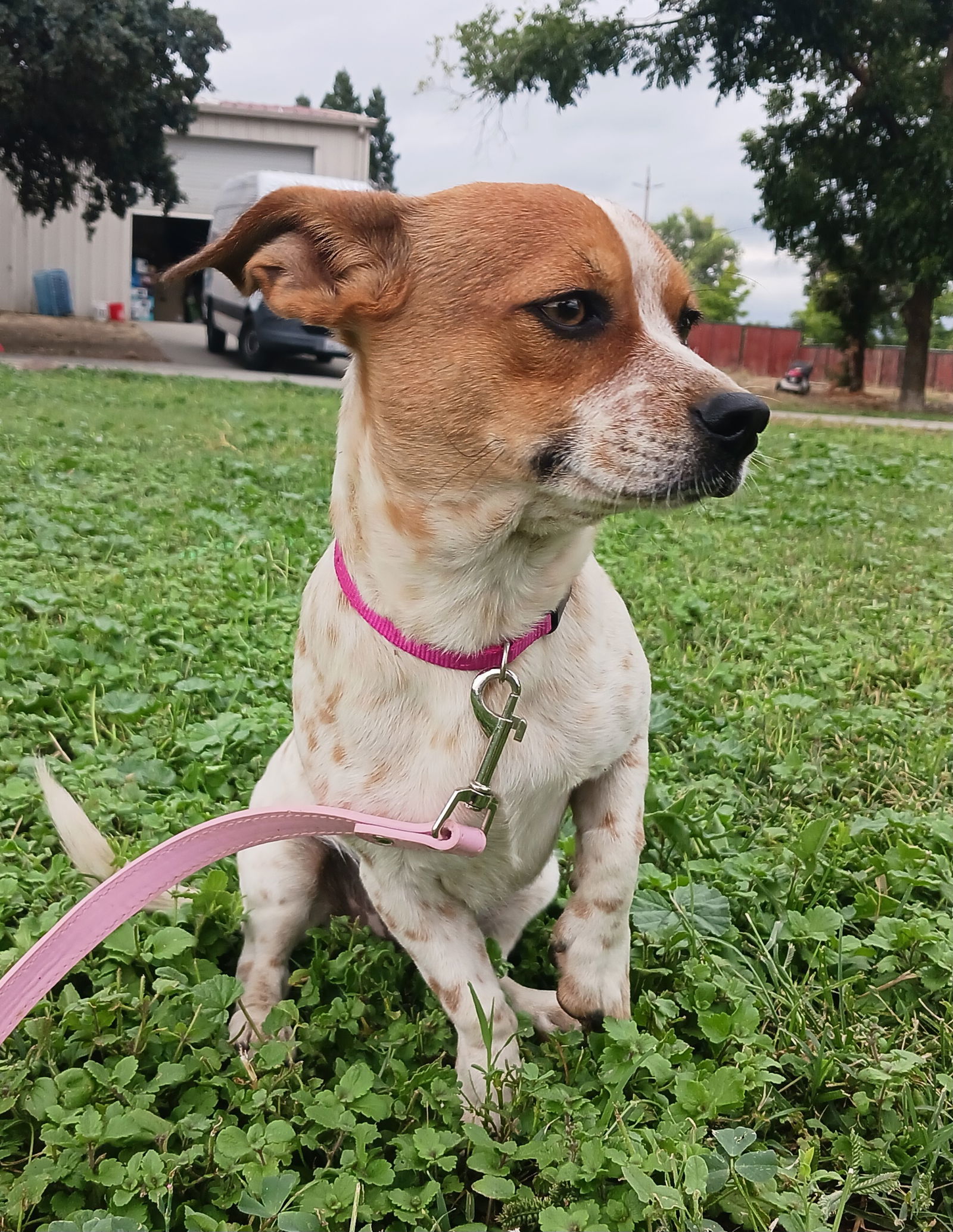 Timon, an adoptable Dachshund, Jack Russell Terrier in Chico, CA, 95973 | Photo Image 3