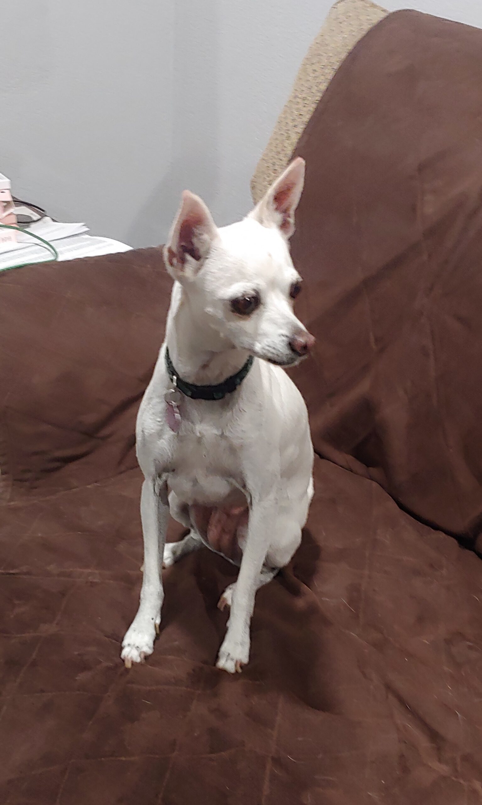 Ella, an adoptable Chihuahua, Mixed Breed in Las Cruces, NM, 88001 | Photo Image 1