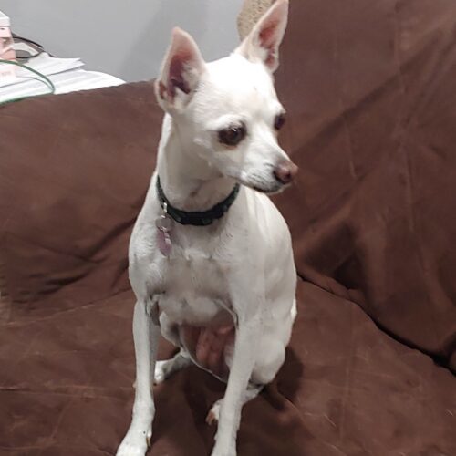 Ella, an adoptable Chihuahua, Mixed Breed in Las Cruces, NM, 88001 | Photo Image 2