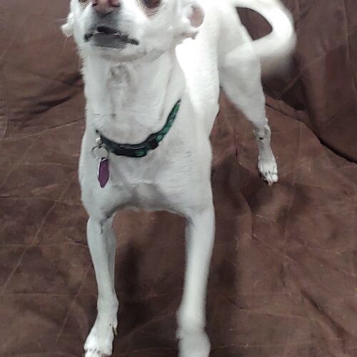 Ella, an adoptable Chihuahua, Mixed Breed in Las Cruces, NM, 88001 | Photo Image 3