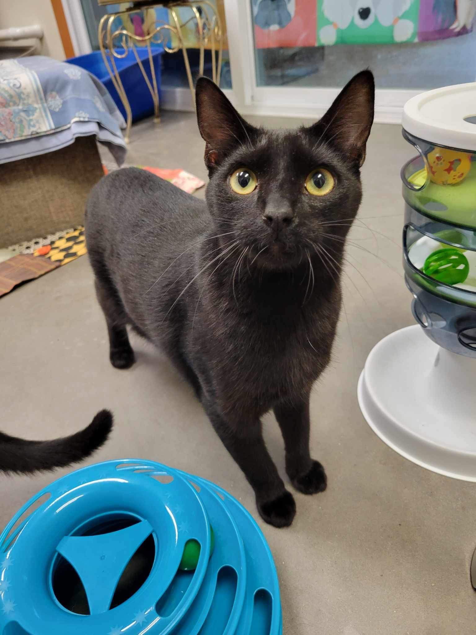 Spook (SPONSORED IN JENNA'S HONOR), an adoptable Domestic Short Hair in Park Falls, WI, 54552 | Photo Image 1