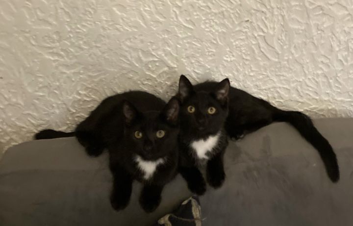 The Black Beauty Brothers!, an adoptable Domestic Short Hair in Milwaukee, WI_image-1