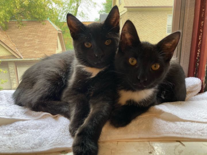 The Black Beauty Brothers!, an adopted Domestic Short Hair in Milwaukee, WI_image-3