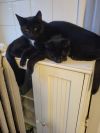 The Black Beauty Brothers!