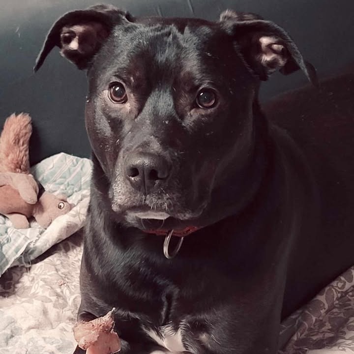 Tango, an adoptable Black Labrador Retriever in Waynesboro, PA, 17268 | Photo Image 1