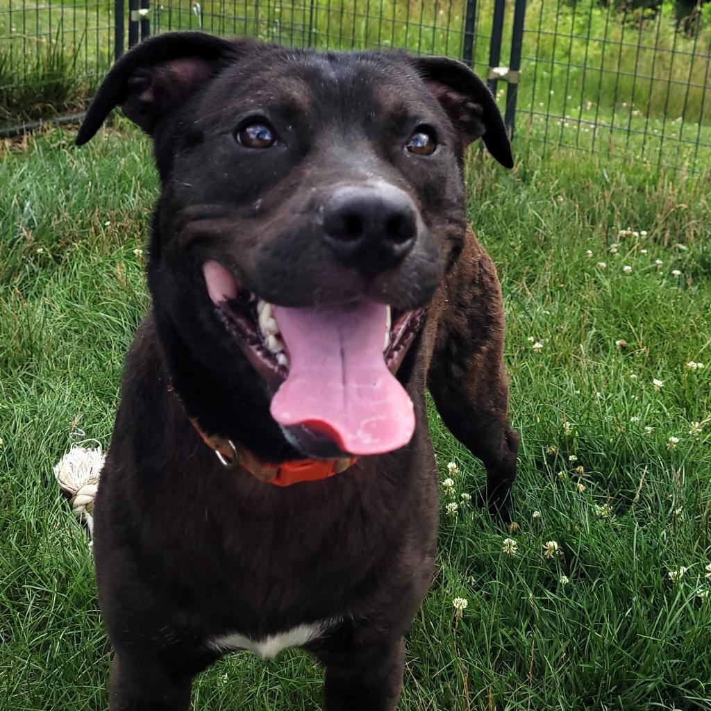 Tango, an adoptable Black Labrador Retriever in Waynesboro, PA, 17268 | Photo Image 2