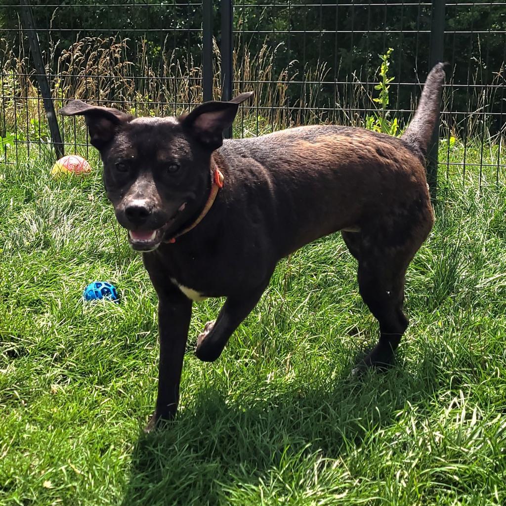 Tango, an adoptable Black Labrador Retriever in Waynesboro, PA, 17268 | Photo Image 3