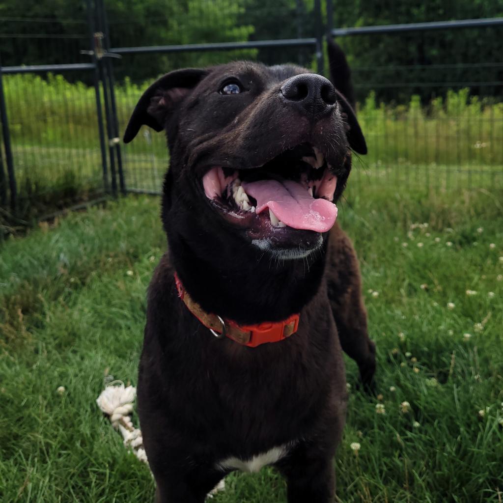 Tango, an adoptable Black Labrador Retriever in Waynesboro, PA, 17268 | Photo Image 4